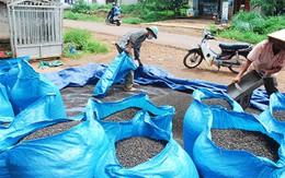 Nhà nhập khẩu cảnh báo chất lượng tiêu VN