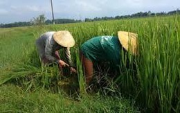 Khuyến cáo  không tăng diện tích lúa Nhật tại VN