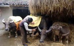 Chủ động chống đói, rét cho gia súc