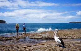 Sydney mùa cuối năm