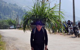 Lan về phố