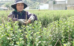 ​"Hoa cúc Ninh Giang" là nhãn hiệu hoa đầu tiên tại Khánh Hòa