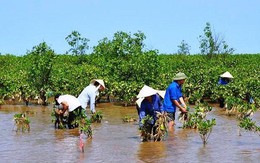 ​Quảng Ngãi: Ngăn biển xâm thực bằng vành đai xanh