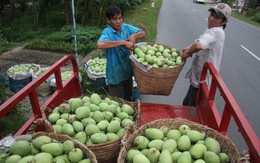 “Săn” xoài cát chu để xuất khẩu