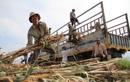 Nhọc nhằn đời phu mía