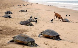 Rùa biển Olive Ridley chết hàng loạt trên bờ biển Ấn Độ