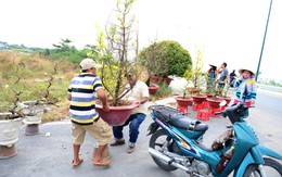 Mai Sài Gòn tỏa đi các nơi