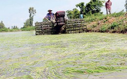 ​Ứng phó với xâm nhập mặn và hạn hán