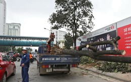 ​Điểm tin: Hà Nội cử cán bộ “du học” quản lý cây xanh