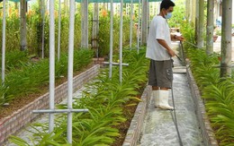 ​Hỗ trợ lãi vay khuyến khích chuyển dịch cơ cấu nông nghiệp