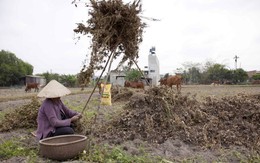 Long An, mùa nhổ đậu phộng