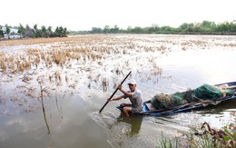 GS Võ Tòng Xuân :Không nên đua trồng lúa bằng mọi giá