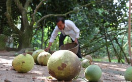 Nước mặn tàn phá “vương quốc trái cây”