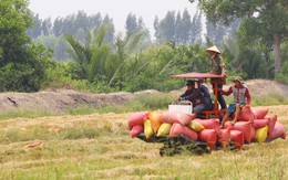 “1 triệu ha lúa là đủ cho Việt Nam”