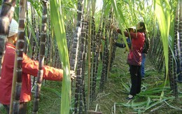 ​Hạn, mặn làm “cạn” mía nguyên liệu