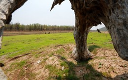 ​“Màu quan san” dưới lòng hồ cạn