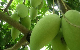 ​Xoài Việt sắp có “giấy thông hành” vào Australia
