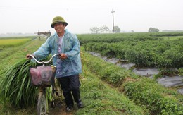 Chống mặn làm giàu ở xã Bình Dương