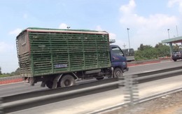 Heo, gà chạy ào ào đường cao tốc né trạm kiểm dịch?