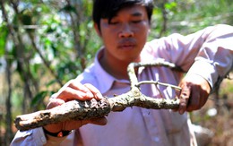 Đà Lạt có hơn 800ha cà phê bị sâu tàn phá