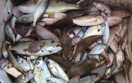 Nghiêm cấm sử dụng, kinh doanh hải sản chết bất thường