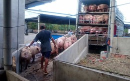 VN chưa có tên trong danh sách xuất thịt heo vào Trung Quốc