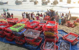 Ngư dân Nhân Trạch "đã vui trở lại" khi đón cá về