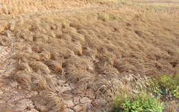 ​Gần 3 triệu người ở Trung Mỹ cần cứu trợ lương thực do hạn hán