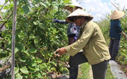 Vì sao nông dân Củ Chi bỏ VietGAP?