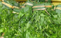 ​Đề xuất trồng cây rau sắng chùa Hương dưới tán rừng