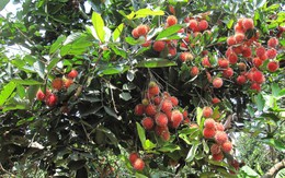 ​Chôm chôm Đồng Nai được bảo hộ chỉ dẫn địa lý