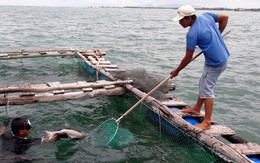 Một cơ sở xả thải ngầm ra biển tại hải đăng Kê Gà