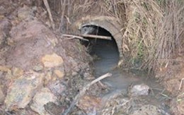 Tôm cá lại luận bàn