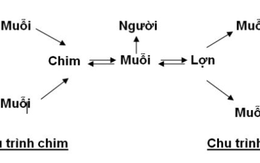 ​Phòng chống bệnh viêm não Nhật Bản trong “mùa vải”