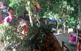 Mùa hồng bì - đi qua thương nhớ