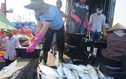 Hỗ trợ 25,8 tỉ cho cơ sở thu mua hải sản vụ cá chết