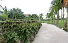 Mơ xanh trên làng cổ Phong Nam