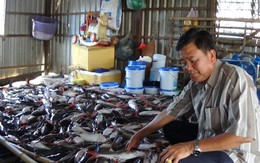 9 hộ dân chưa thống nhất nguyên nhân cá chết ​trên sông