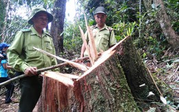 Thêm 3 nghi can vụ phá rừng pơ mu ra đầu thú