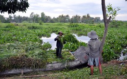 Dân... cắt cỏ