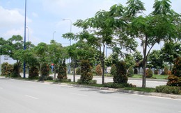 Trồng kiểng trên đại lộ khác chi "cưỡi ngựa xem hoa"?