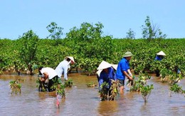 ​Chính sách phát triển bền vững rừng ven biển