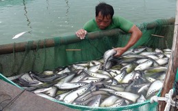 Cá nàng hai ứ đọng, rớt giá mạnh