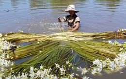 Ngây ngất mùa hoa súng miền Tây