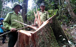 Công khai minh bạch kết quả vụ phá rừng pơmu