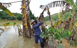 Đình chỉ thi công vô thời hạn thủy điện gây ngập lụt vườn dân