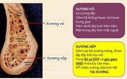 Yếu tố di truyền ảnh hưởng đến chỉ số xương xốp