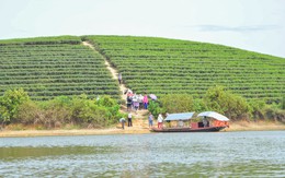 “Đảo chè” bậc thang xứ Nghệ