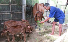​Kỳ lạ bò sinh ba tại Bến Tre