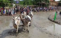 Bò chạy loạn xạ trong lễ hội, người xem hú vía